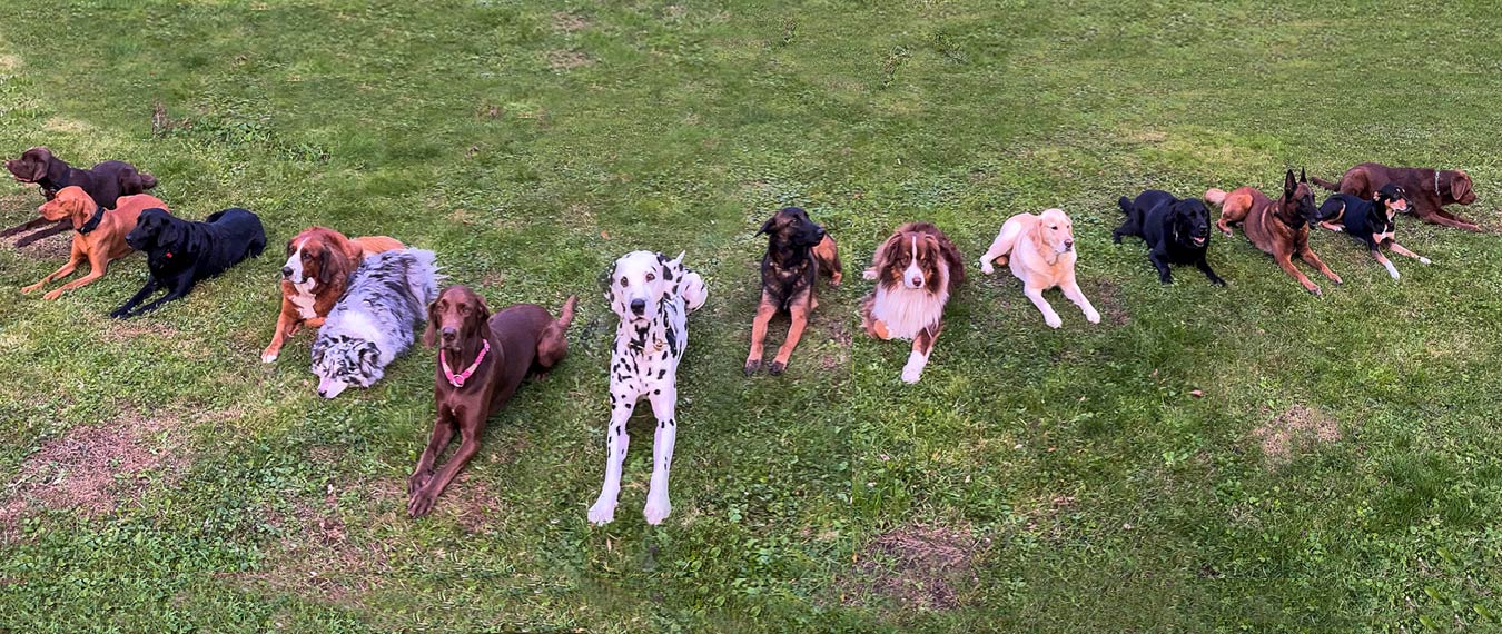 Österreichische Rettungshundebrigade Graz